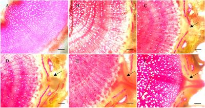 Transcriptomic profiles of poplar (Populus simonii × P. nigra) cuttings during adventitious root formation